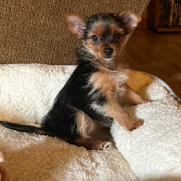 ELLIE - Picture 3 of 5